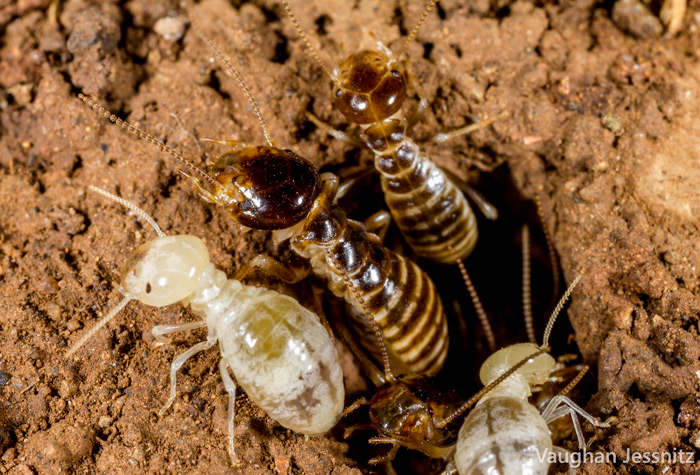 Insect-tunnel - Africa Geographic