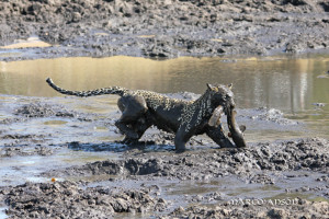 fishing leopard