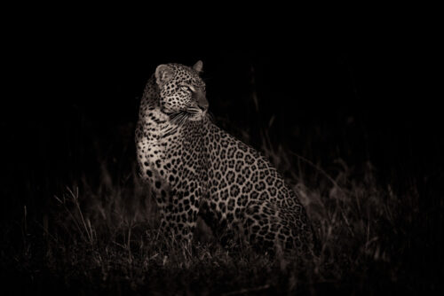 Leopards: The Cats of the Shadows - Africa Geographic