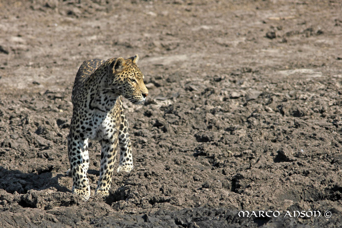 fishing leopard