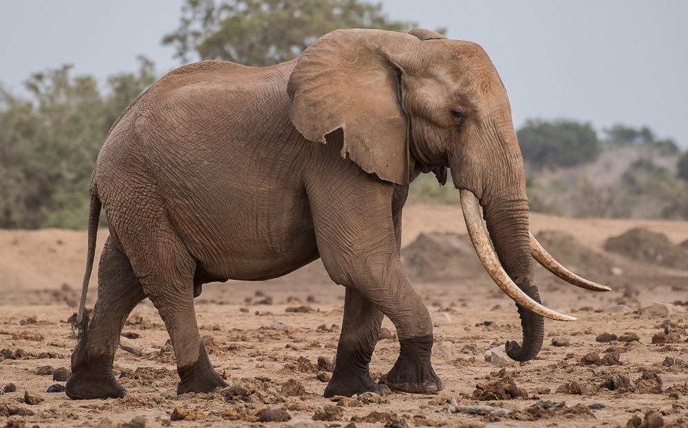 side-profile-elephant-tsavo