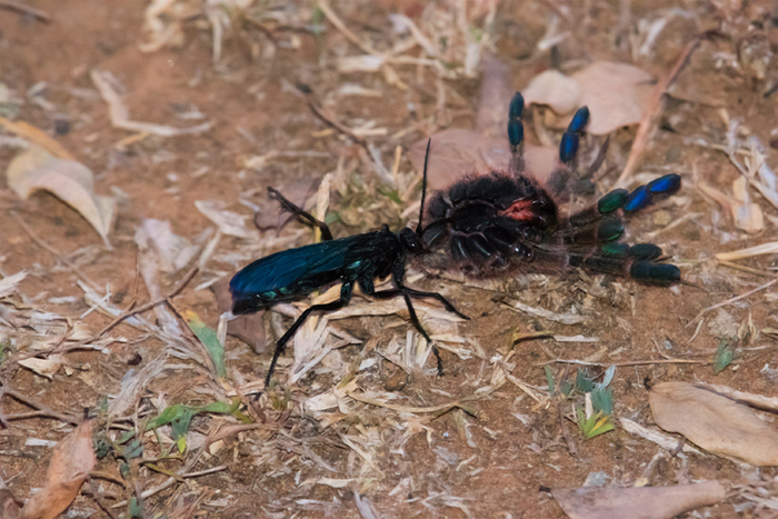 The remarkable spider hunting wasp - Africa Geographic