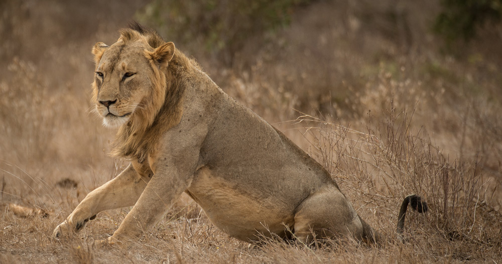 tsavo-lion