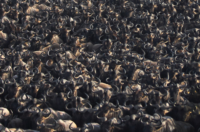 Great Wildebeest Migration Kenya Tanzania with Africa Geographic