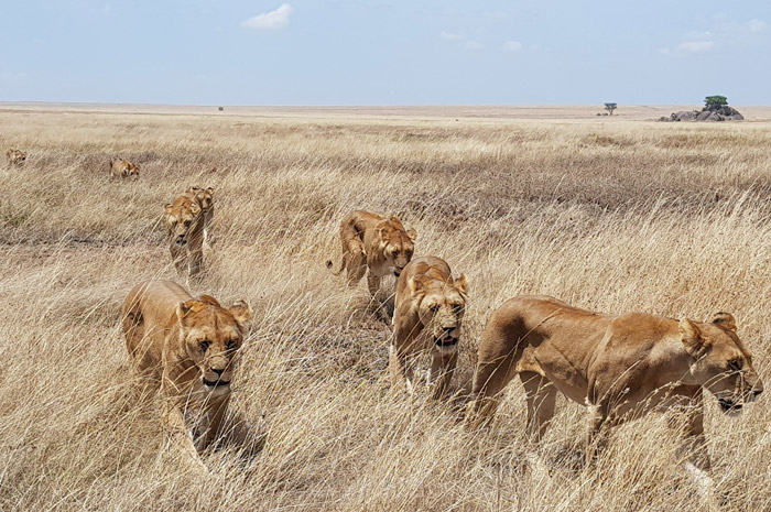 The collective nouns for lions and other animals