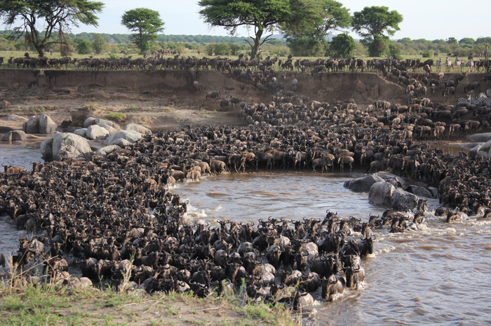 Great Wildebeest Migration Kenya Tanzania with Africa Geographic
