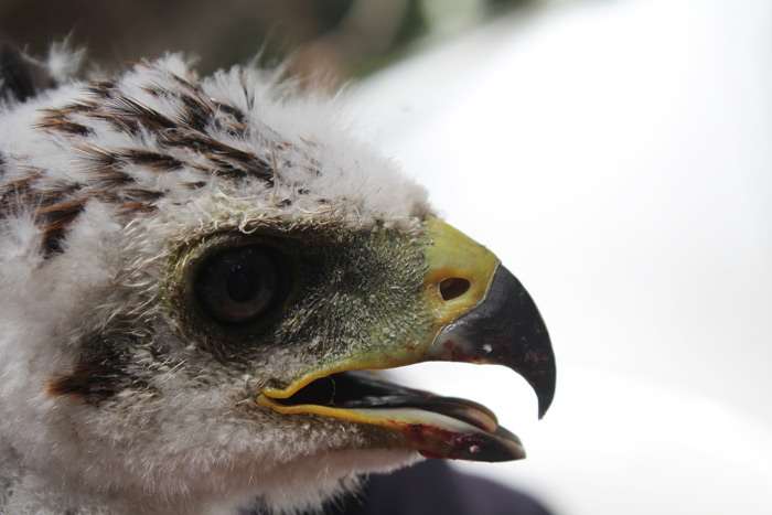 5 things I learnt about ringing black sparrowhawks - Africa Geographic