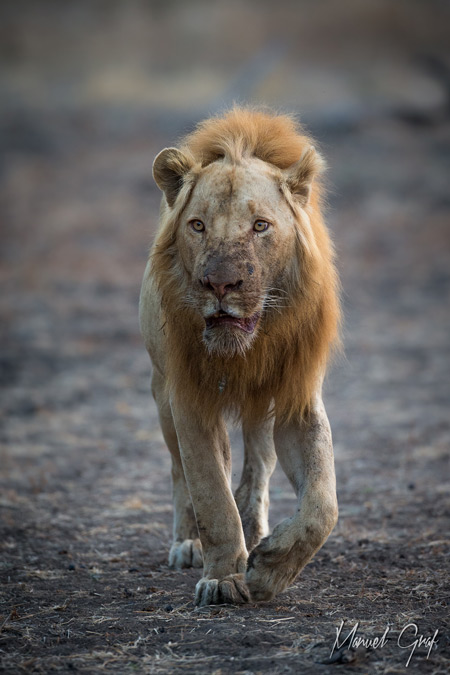 A rare sighting of Ginger the lion in South Luangwa - Africa Geographic