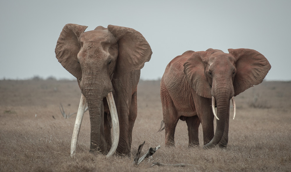 big-tusker-dex-kotze