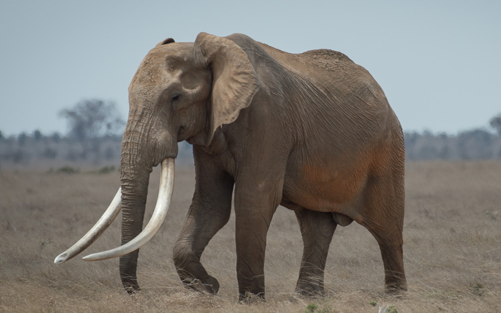 big-tusker-tsavo-dex-kotze