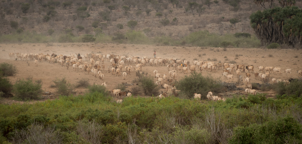 A herd of cattle walking through the park ©Dex Kotze