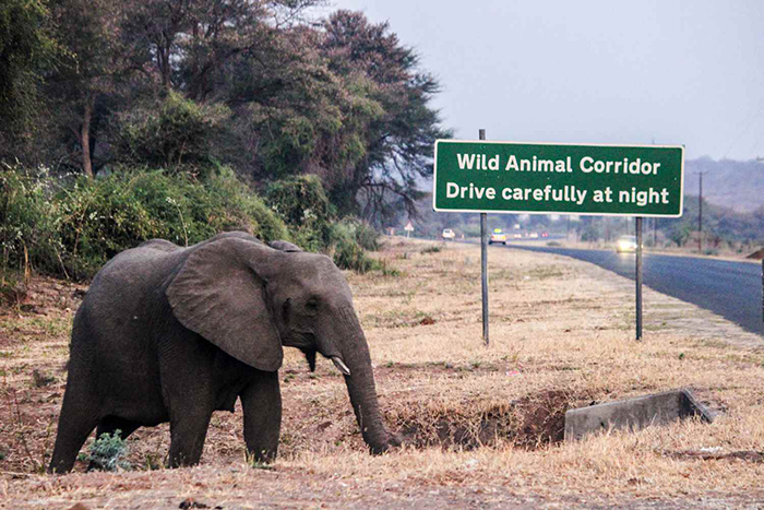 Giving Right Of Way To Elephants Africa Geographic