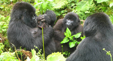 virunga gorillas