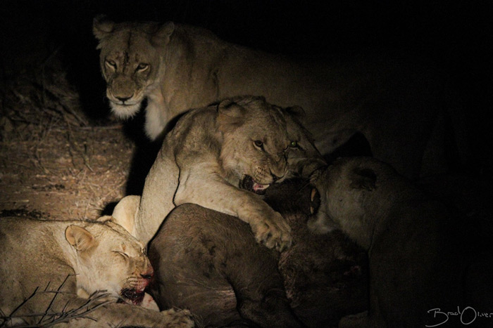 lion-feast - Africa Geographic