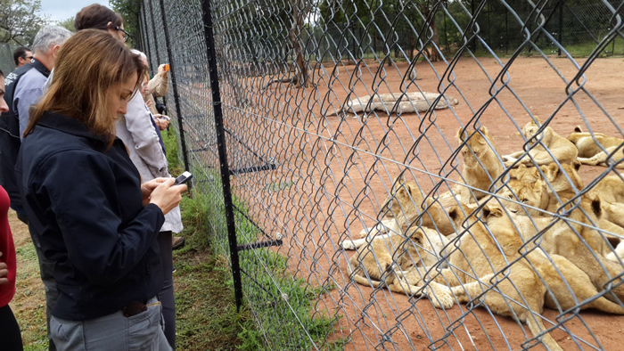 caged lions