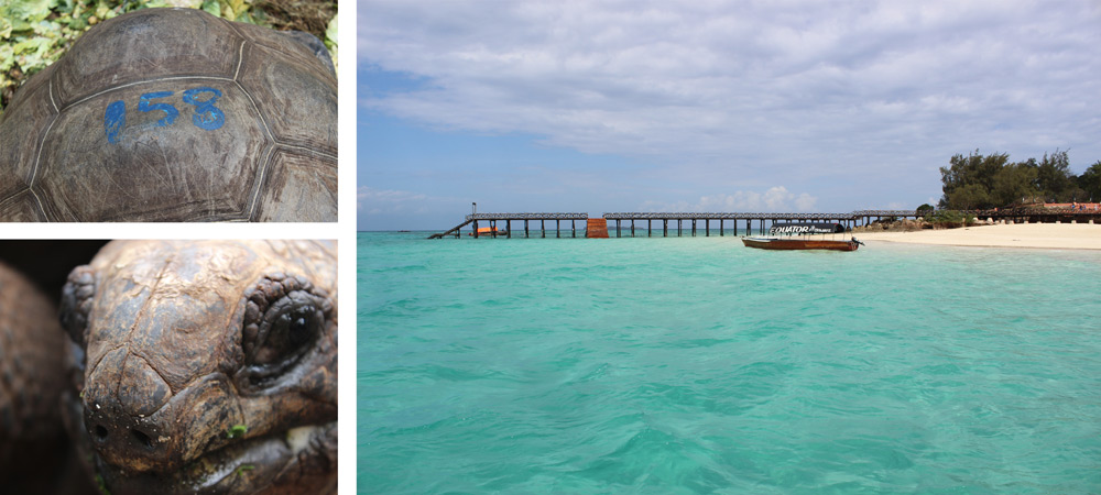 prison-island-tortoises