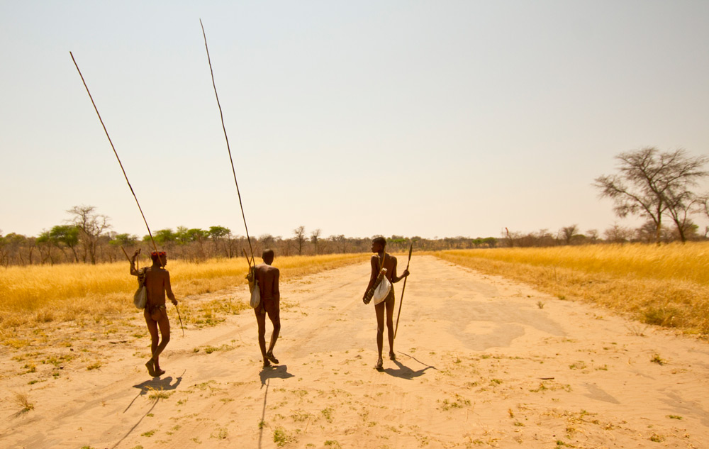 San people set off with poles used to hook and retrieve porcupines or spring hares from their deep burrows ©Christian Boix