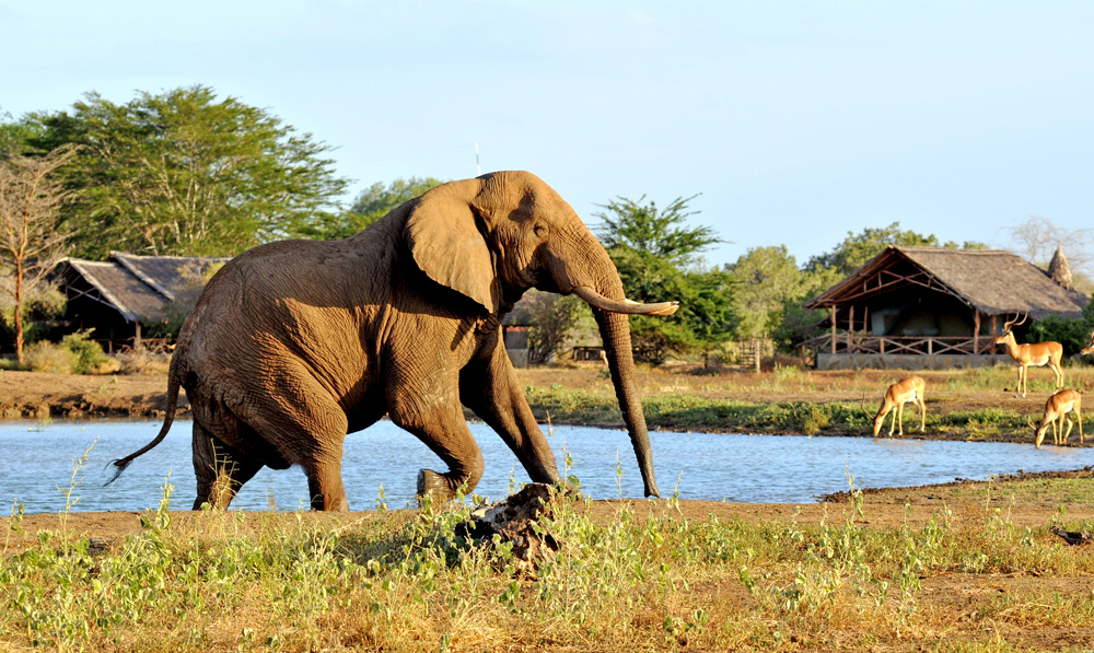 satao-camp-elephant