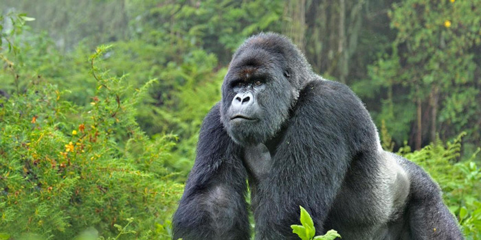 Gorilla trekking in the DRC Africa Geographic