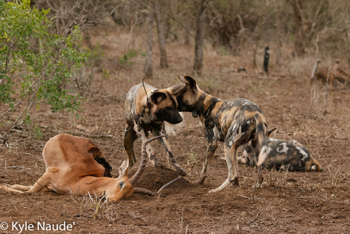 Five reasons to love wild dogs - Africa Geographic