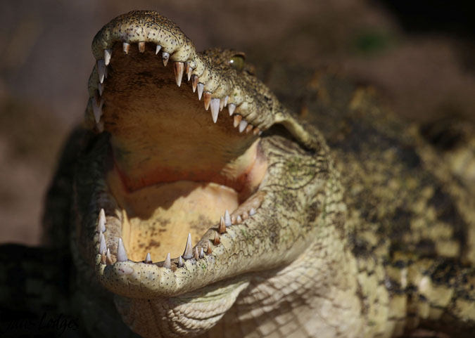 crocodile-smile