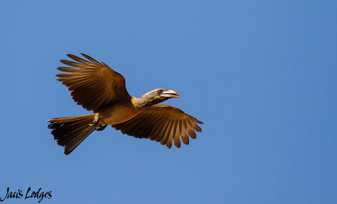 4-hornbill-in-flight