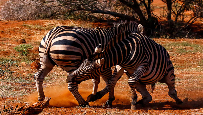 6-zebras