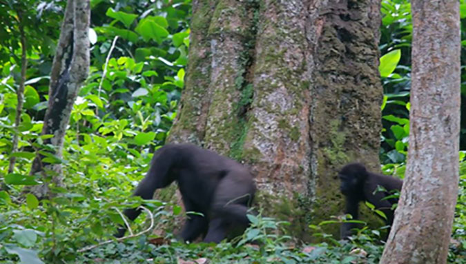 Video Gorillas Chase Each Other Around A Tree Africa Geographic   Andreas Boussery Gorilla 3 1 