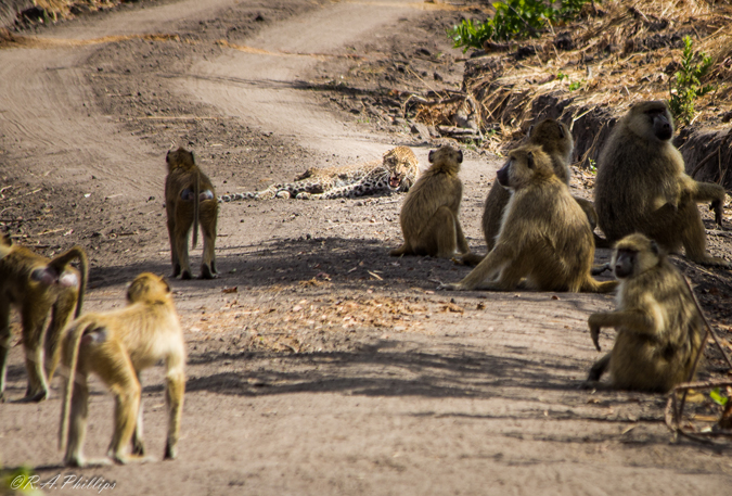 Predators clashing in the wild is not a pretty sight - Africa Geographic