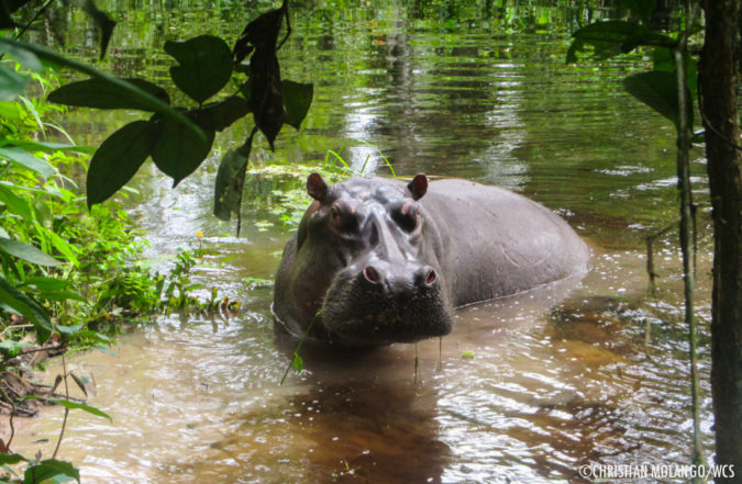 Rare sighting: hippos in the Congo rainforest - Africa Geographic