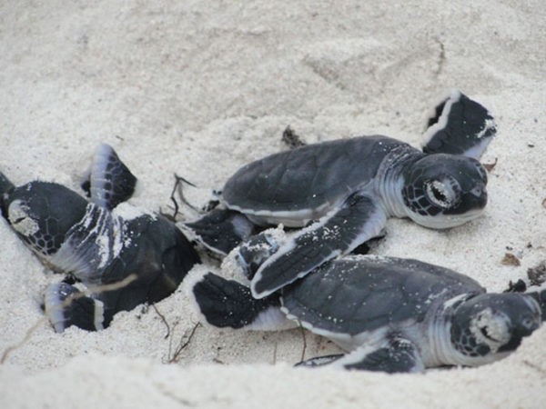 The Plight Of The Turtles At Kenya's Watamu Beach - Africa Geographic