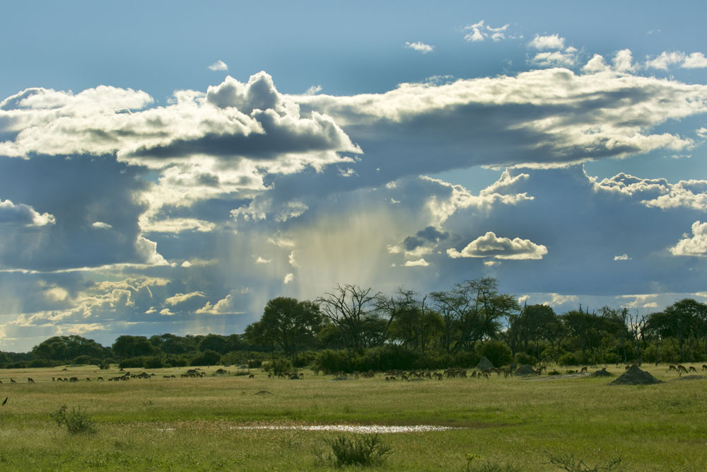 Rain transforms Hwange's dry landscape into lush grasslands