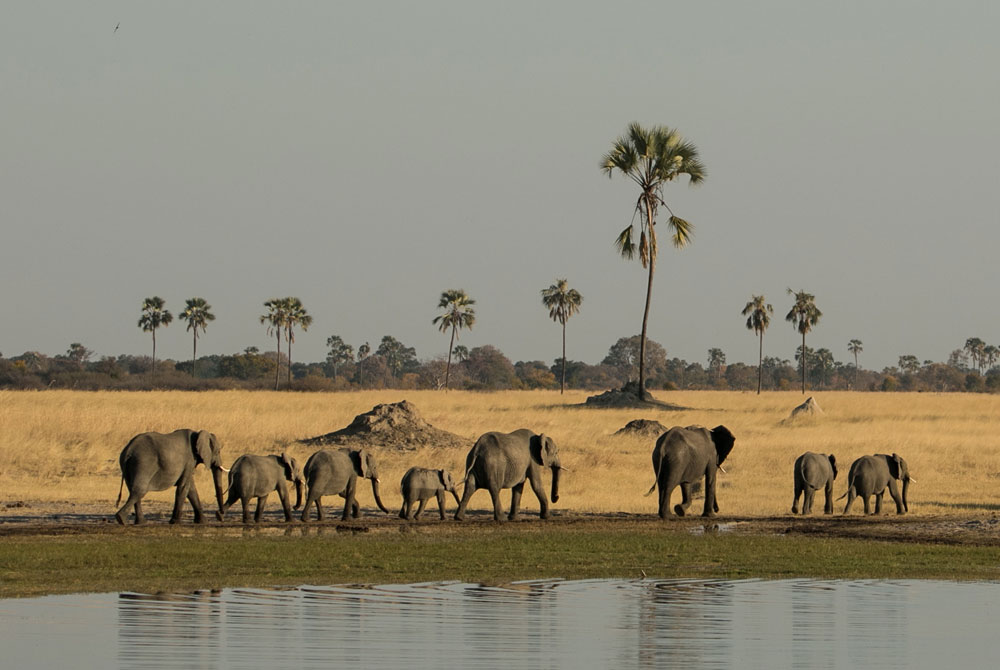 A family of elephants in Hwange ©Jo Sharp