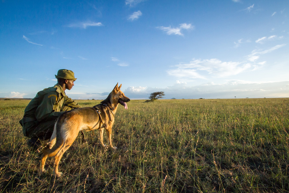 dog-handler