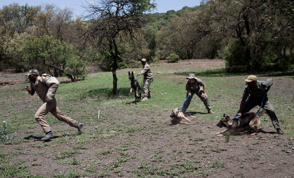 dog-school-launch