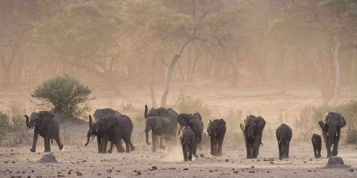 Young elephants kicking up dust in Hwange © Sue Flood