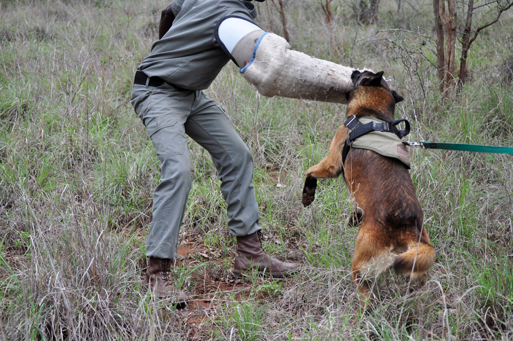 Don't mess with a Kruger attack dog ©K9 Conservation