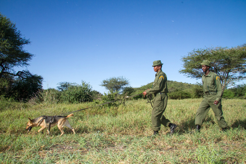 two-rangers-anti-poaching-dog