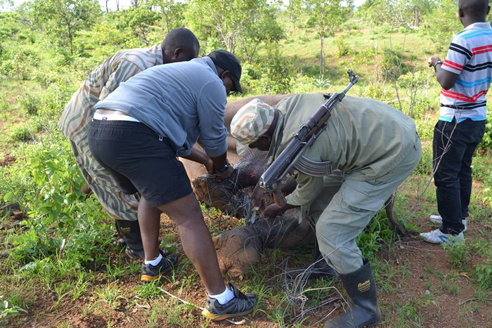 Zambia game rangers