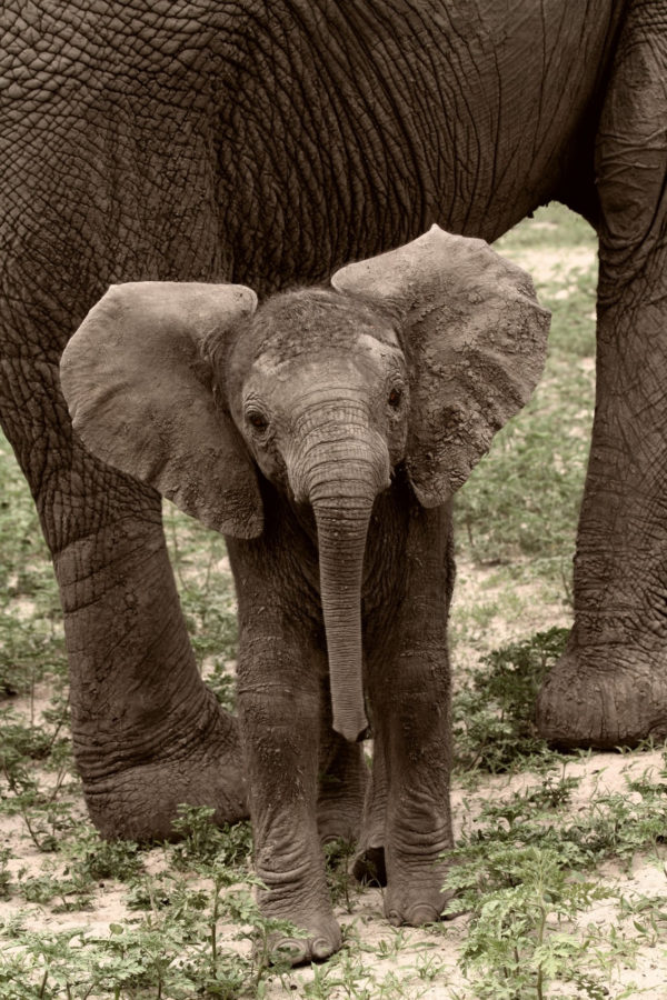 babyelephantearsoutconservationactiontrust Africa Geographic