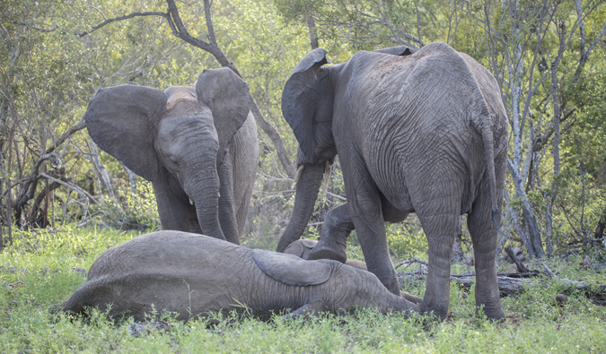 elephant-group