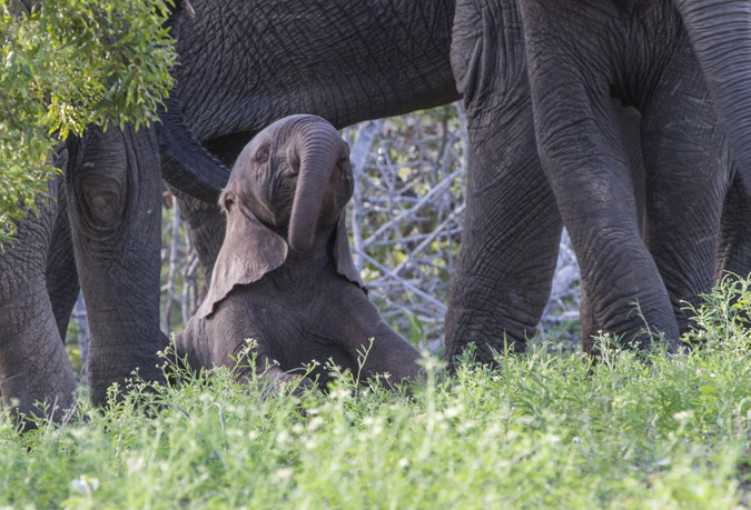 baby-pink-elephant