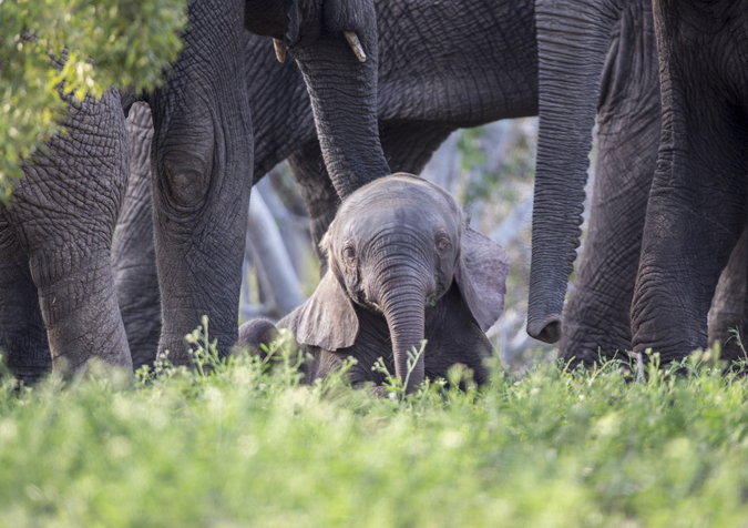 baby-pink-elephant