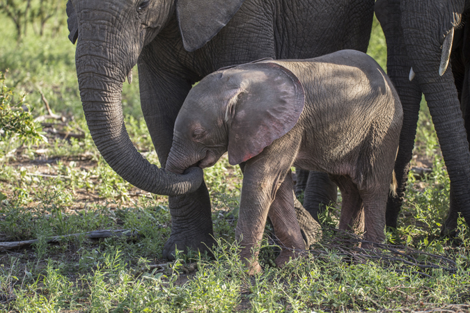 baby-pink-elephant