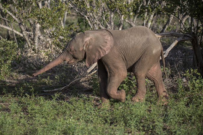 baby-pink-elephant