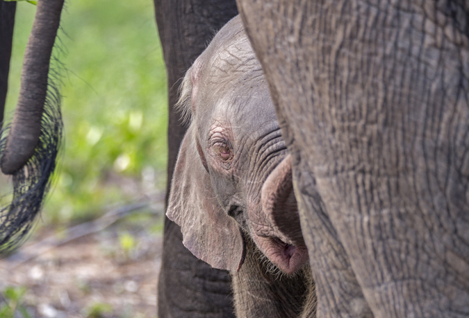 baby-pink-elephant