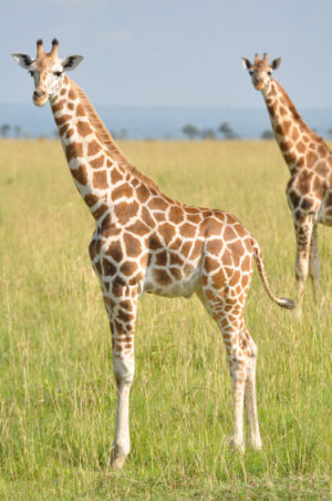 Giraffes Uplisted By IUCN - Africa Geographic