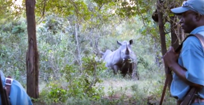 Video: rhinos charge tourists on walking safari - Africa Geographic