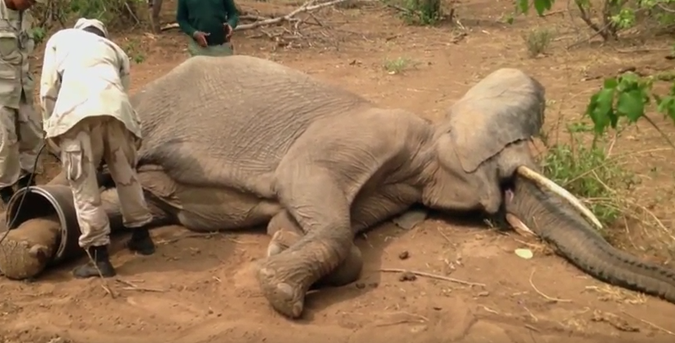 Video: A successful elephant rescue - Africa Geographic