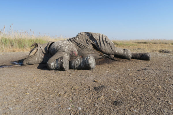 dead-elephant-poached - Africa Geographic